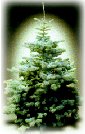 Blue Spruce
