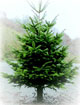 Nordmann_Image