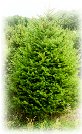 Norway Spruce