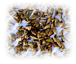 Seeds